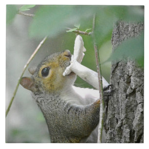 Azulejo De Cerámica Squirrel Trivet