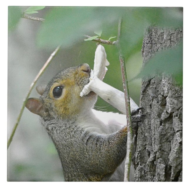 Azulejo De Cerámica Squirrel Trivet (Frente)