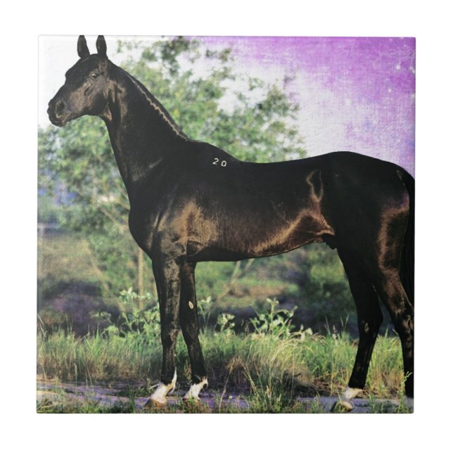 Azulejo De Cerámica Stallion de Akhal-teke (Frente)