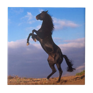 Azulejo De Cerámica Stallion negro