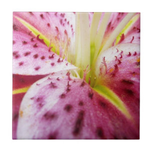 Azulejo De Cerámica Stargazer Lily Bright Magenta Floral