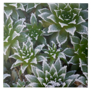 Azulejo De Cerámica suculenta Hen & Chicks con escarcha temprano