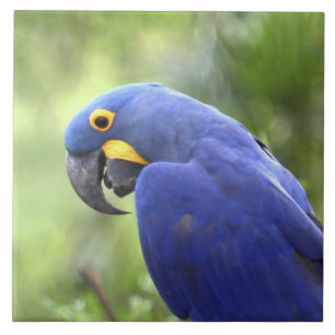 Azulejo De Cerámica Sudamérica, Brasil, Pantanal