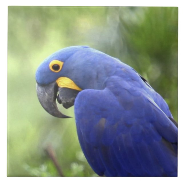 Azulejo De Cerámica Sudamérica, Brasil, Pantanal (Frente)