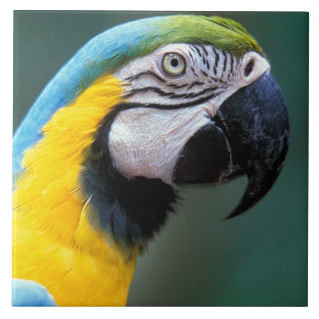 Azulejo De Cerámica Sudamérica, Brasil, Parque Nacional Iguacu, (Frente)