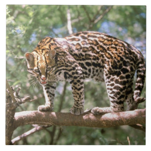 Azulejo De Cerámica Sudamérica, Ecuador, Amazonia. Ocelote
