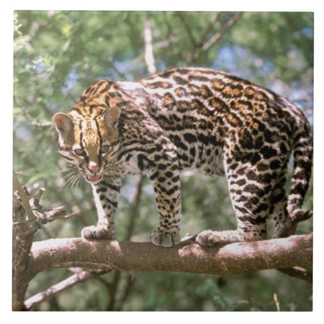 Azulejo De Cerámica Sudamérica, Ecuador, Amazonia. Ocelote (Frente)