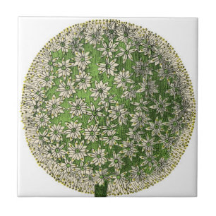 Azulejo De Cerámica Sueños de época - Dandelion