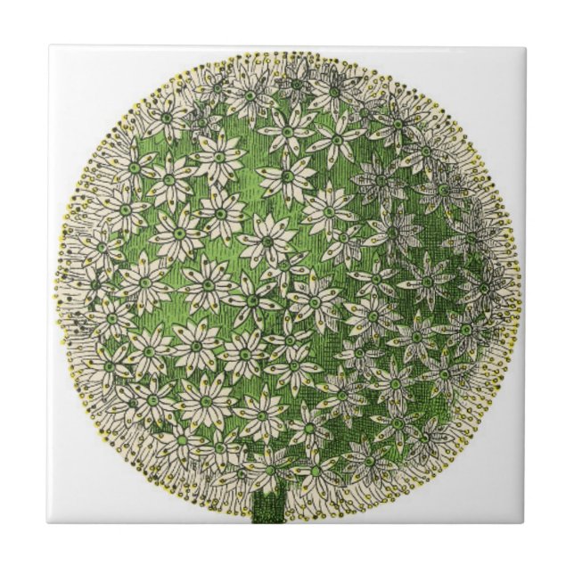 Azulejo De Cerámica Sueños de época - Dandelion (Frente)