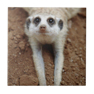 Azulejo De Cerámica Suricata (Suricata suricatta) enfriándose