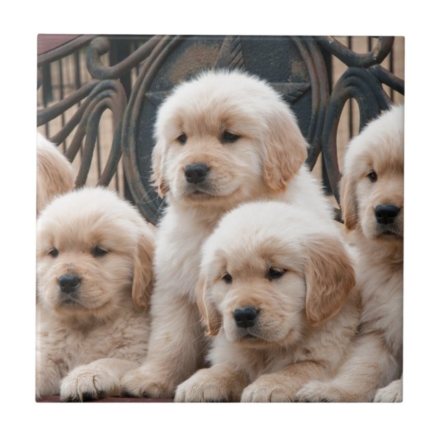 Azulejo De Cerámica ¡Surja! Perritos (Frente)
