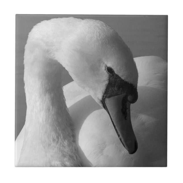 Azulejo De Cerámica Swan (B&W) (Frente)