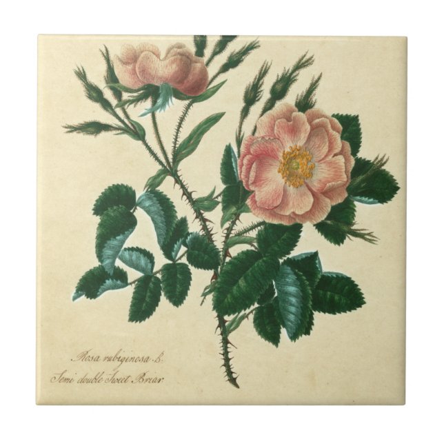 Azulejo De Cerámica Sweet Briar Rosa (Frente)