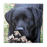 Azulejo De Cerámica Take Time - Laboratorio Negro - Labrador Negro<br><div class="desc">Tómate el tiempo para oler las Tumbleweeds,  como este Labrador!

Take Time - Material gráfico original de Judy Burrows @ Black Dog Art</div>