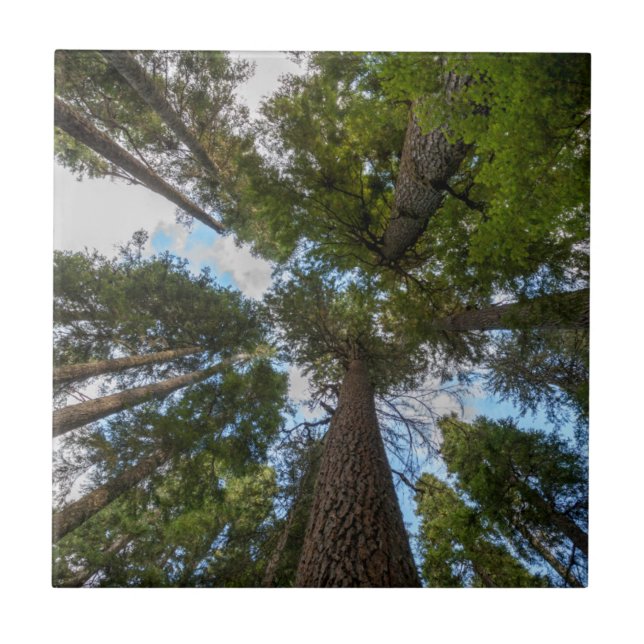 Azulejo De Cerámica Tapa de árbol Douglas Fir (Frente)