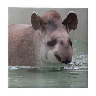 Azulejo De Cerámica Tapir_2015_0101