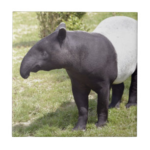 Azulejo De Cerámica Tapir malayo en hierba