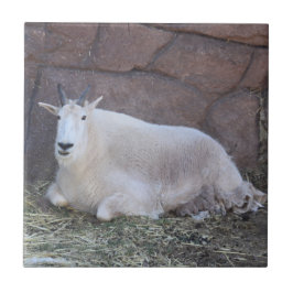 Azulejo De Cerámica Tejido cerámico de cabra