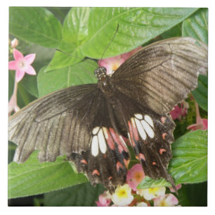 Azulejo De Cerámica Tejido de macro con mariposa de cola de cerda