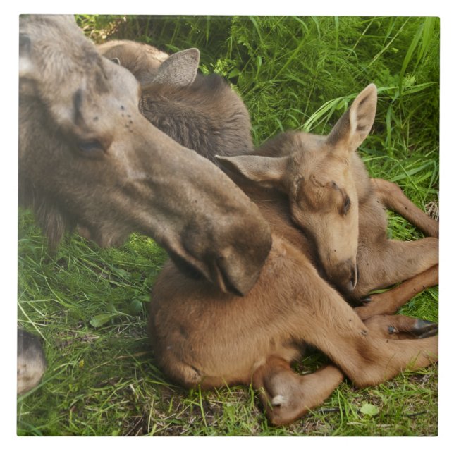 Azulejo De Cerámica Tender Mother Moose (Frente)