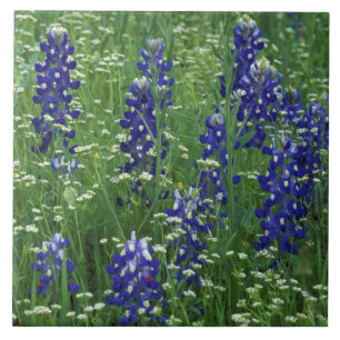 Azulejo De Cerámica Texas, Lago Buchanan. Texas Bluebonnet y silvestre
