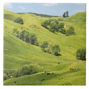 Azulejo De Cerámica Tierras de cultivo cerca de Gisborne, Nueva Zeland