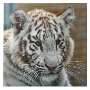 Azulejo De Cerámica Tigre20151001