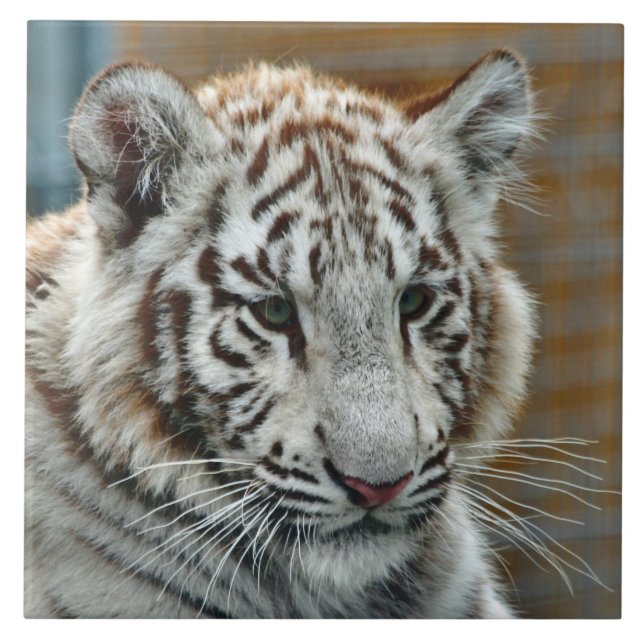 Azulejo De Cerámica Tigre20151001 (Frente)