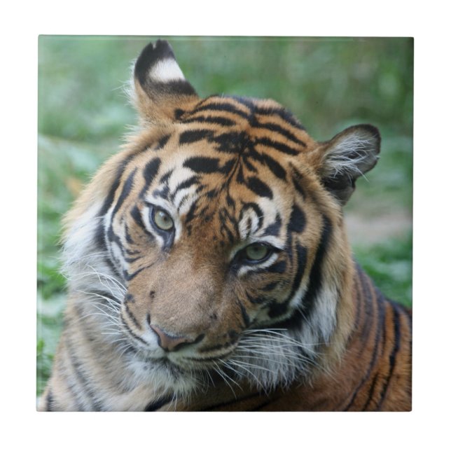 Azulejo De Cerámica Tigre 013 (Frente)