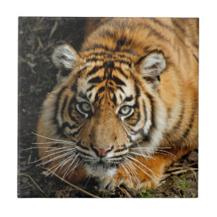 Azulejo De Cerámica Tigre 037
