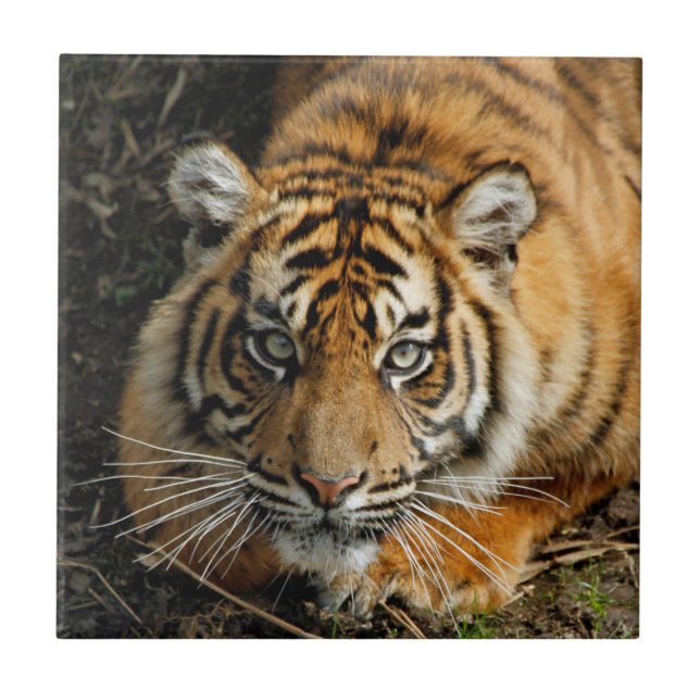Azulejo De Cerámica Tigre 037 (Frente)