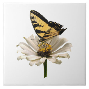 Azulejo De Cerámica Tigre Swallowtail en Zinnia Blanca
