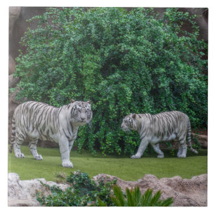 Azulejo De Cerámica Tigres blancos miran la cerámica