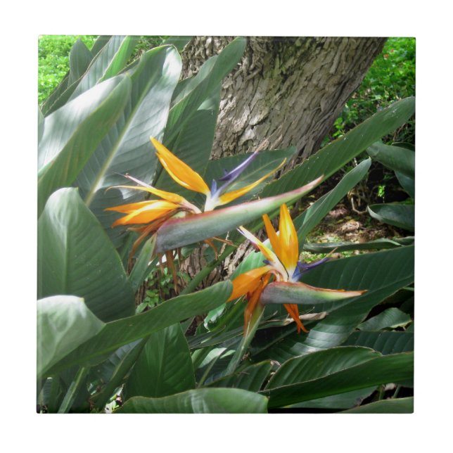 Azulejo De Cerámica Tile-Bird cerámica del paraíso (Frente)