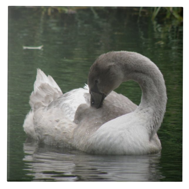 Azulejo De Cerámica Tile Cisne Sleepy (Frente)