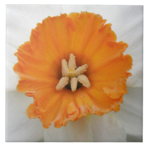Azulejo De Cerámica Tile Daffodil Blanco