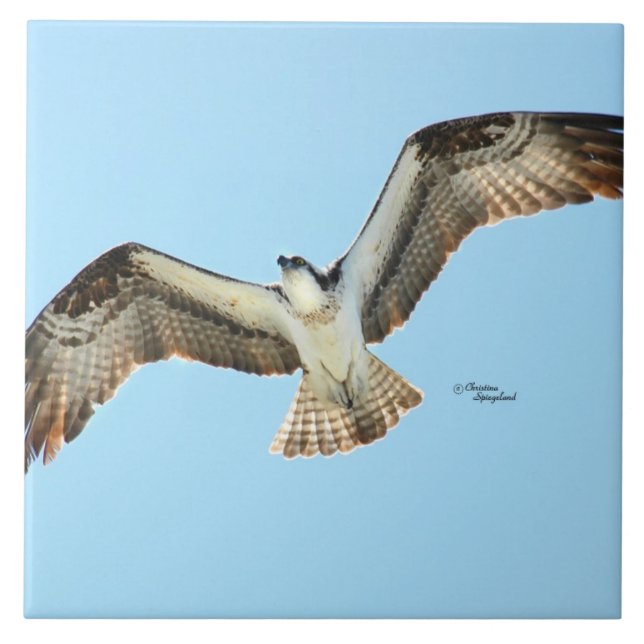 Azulejo De Cerámica Tile Osprey hawk (Frente)