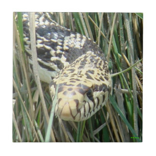 Azulejo De Cerámica Tiro en la cabeza de la serpiente toro R4 en la hi
