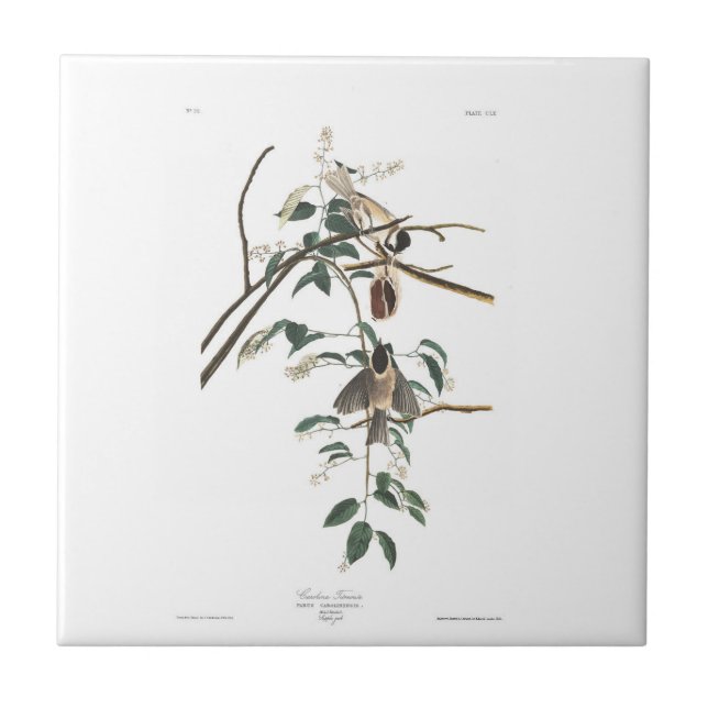 Azulejo De Cerámica Titmouse Negro-capsulado de la placa 160 de (Frente)