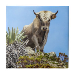 Azulejo De Cerámica Toro Charolais
