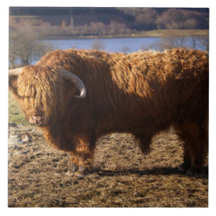 Azulejo De Cerámica Toro de ganado de las Tierras Altas, Escocia