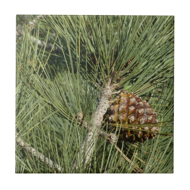 Azulejo De Cerámica Torrey Pine Closeup California Botanical (Frente)