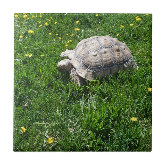 Azulejo De Cerámica Tortuga africana del sulcata (Frente)