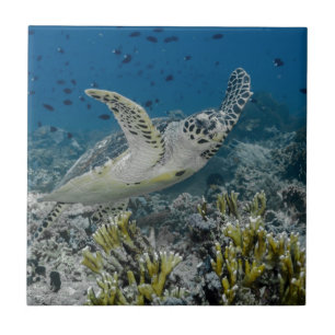 Azulejo De Cerámica Tortuga Carey Nadando