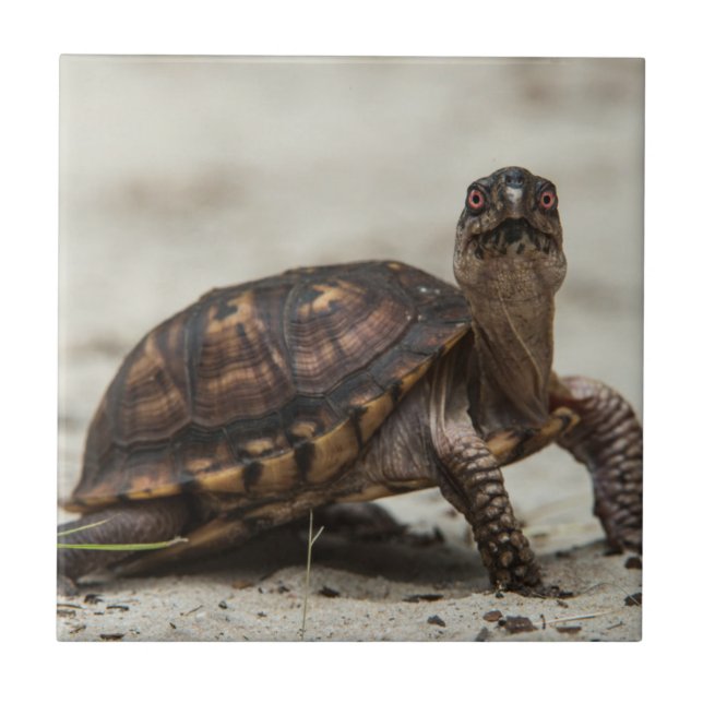 Azulejo De Cerámica Tortuga de caja común (Frente)