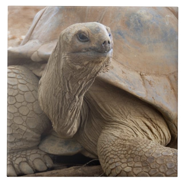 Azulejo De Cerámica Tortuga de las Seychelles Aldabran (Frente)