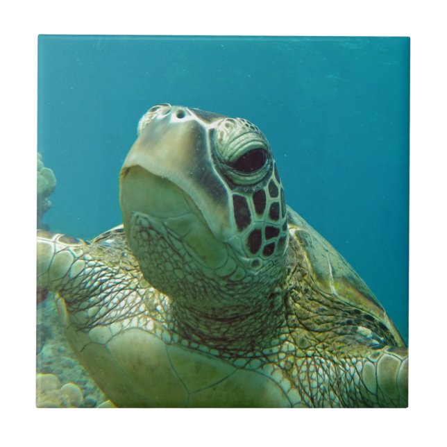 Azulejo De Cerámica Tortuga de mar verde de Hawaii - Honu (Frente)