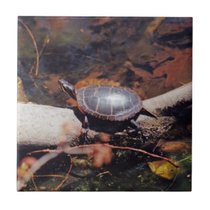 Azulejo De Cerámica Tortuga feliz