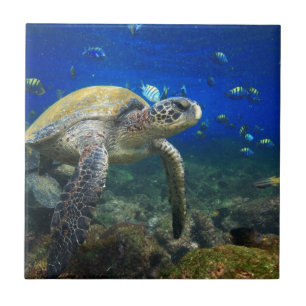 Azulejo De Cerámica Tortuga marina verde bajo el agua paraíso Galapago