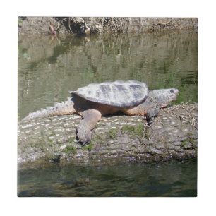 Azulejo De Cerámica Tortuga mordedora